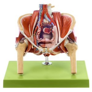 Model of the Female Pelvis