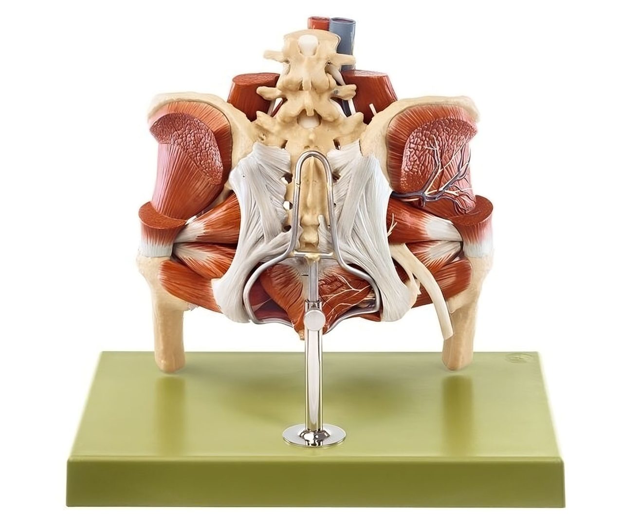 Model of the Female Pelvis