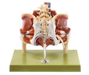Model of the Female Pelvis