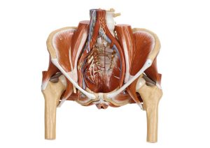 Model of the Female Pelvis