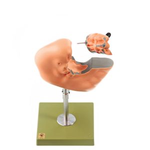 Development of the Human Face (Set of 6 Models)