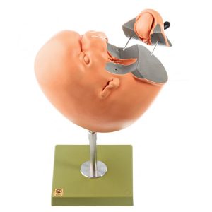 Development of the Human Face (Set of 6 Models)