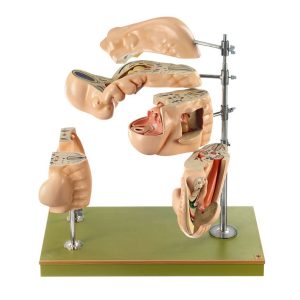 Model of a Human Embryo