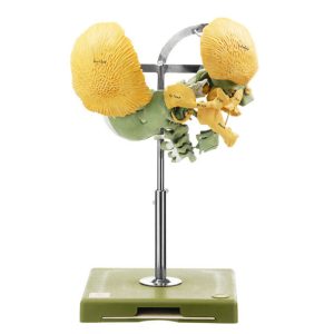 Development of a Human Skeleton of the Head - Three Week Old Human Embryo