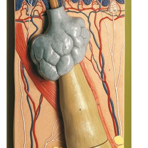 Model of a Hair, Light