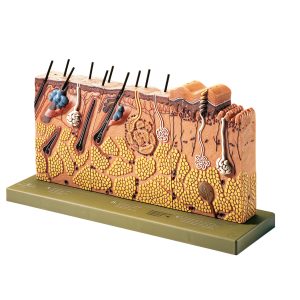 Block Model of Sectional of Skin, Light