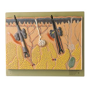 Section of Skin, Light