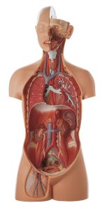 Male Torso With Head, Light