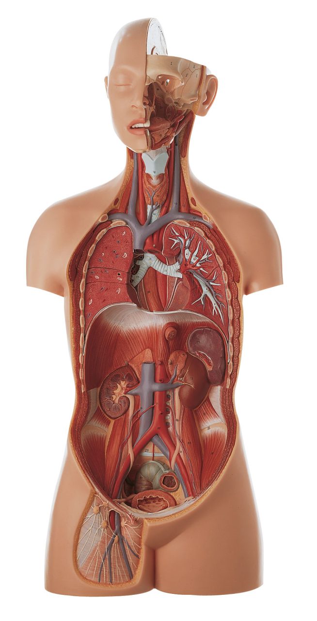 Male Torso With Head, Light