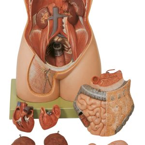 Female Torso Without Head, Light