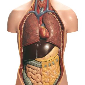 Torso of Young Man With Head, Light