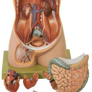 Torso of Young Man Without Head, Light