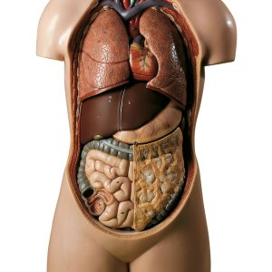 Torso of Young Man Without Head, Light