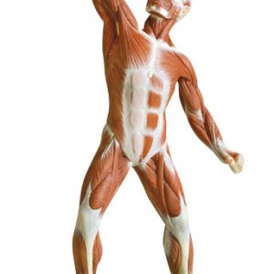 Muscle Figure