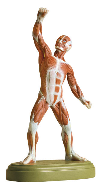 Muscle Figure