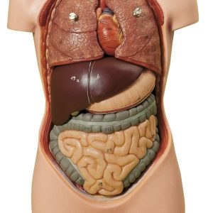 Small Torso of Young Man Without Head, Light