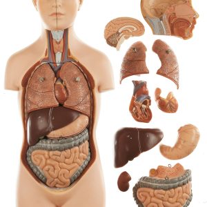 Small Torso of Young Man With Head, Light