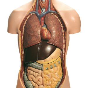 Torso of Young Man With Head, Light