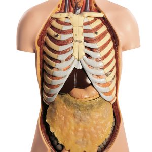 Male Torso With Head and Open Back, Light