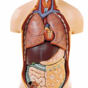 Torso of Young Man With Head, Light