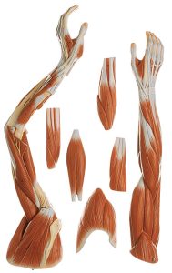 Male Muscle Figure