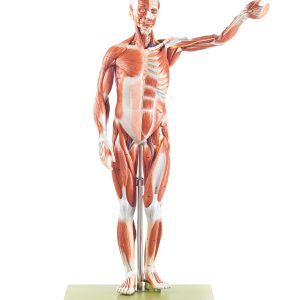 Male Muscle Figure