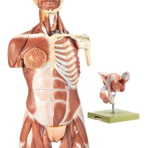 Muscular Torso With Head and Interchangeable Male and Female Genitalia, Light