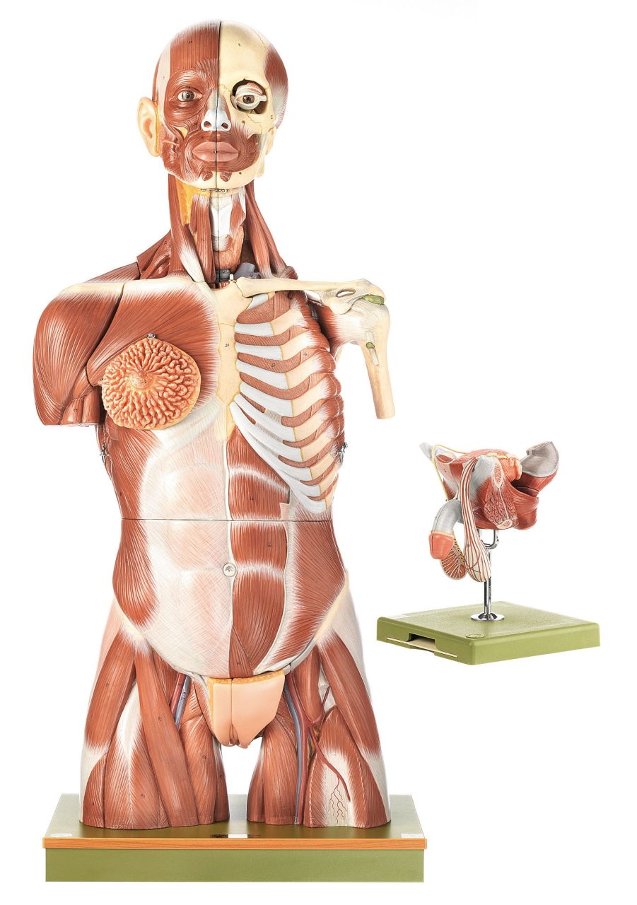 Muscular Torso With Head and Interchangeable Male and Female Genitalia, Light