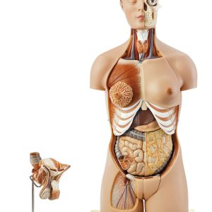 Torso With Head and Interchangeable Male and Female Genitalia, Light