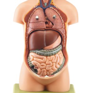 Small Torso of Young Man Without Head, Light