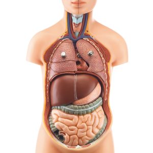 Small Torso of Young Man With Head, Light