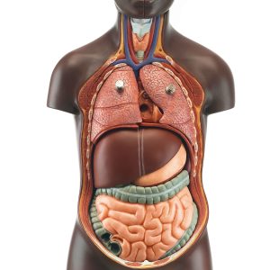 Small Torso of Young Man With Head, Dark