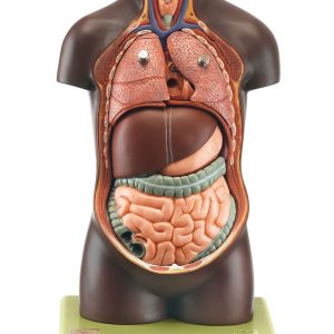 Small Torso of Young Man Without Head, Dark