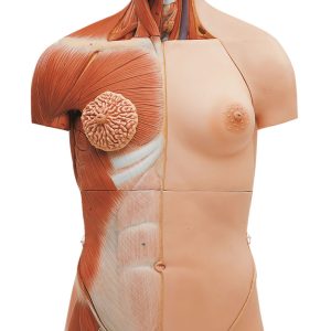 Muscle Torso With Head, Open Back and Interchangeable Male and Female Genitalia, Light