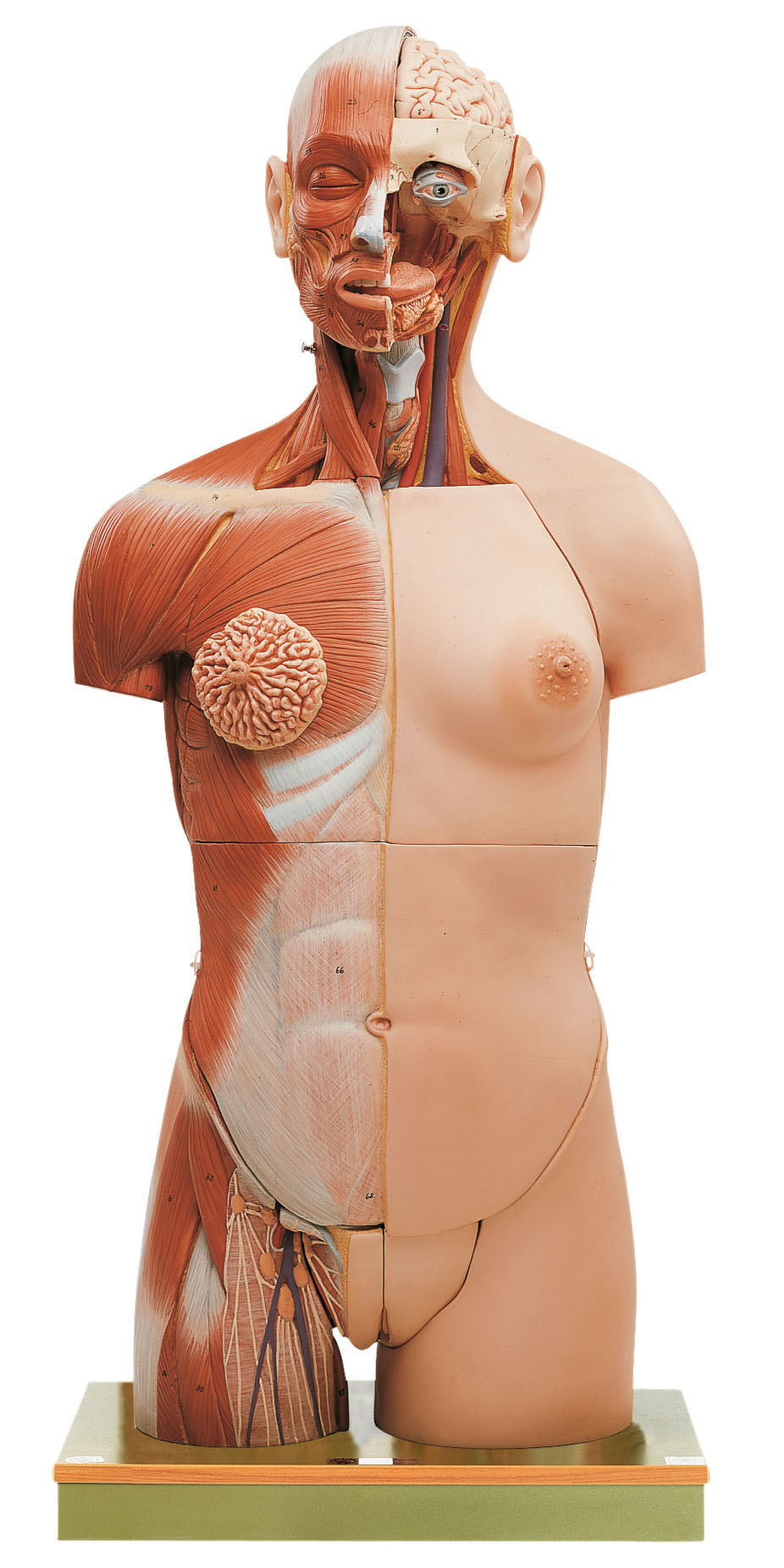 Muscle Torso With Head, Open Back and Interchangeable Male and Female Genitalia, Light