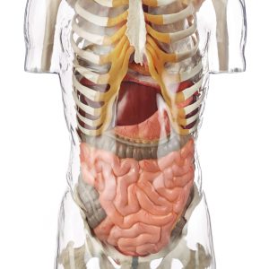 Transparent Torso Model Without Head