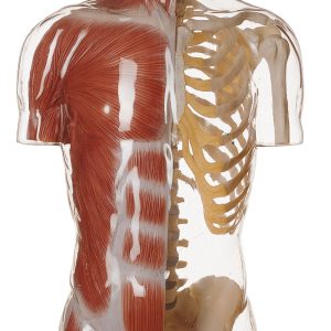 Transparent Muscle Torso Model With Head