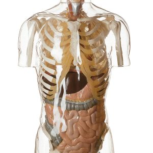 Transparent Torso Model With Head