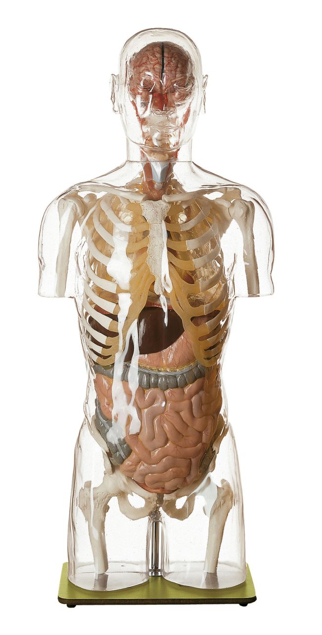 Transparent Torso Model With Head