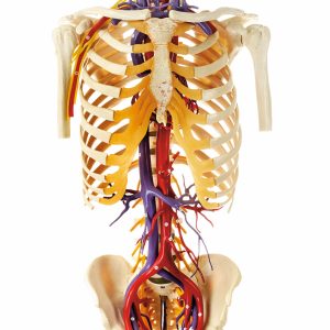 Transparent Torso Model With Blood Vessels and Head
