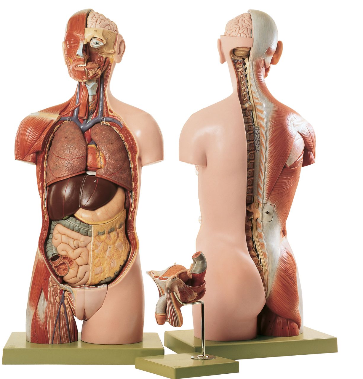 Torso with Head, Open Back and Interchangeable Male and Female Genitalia - 20 Parts, Light
