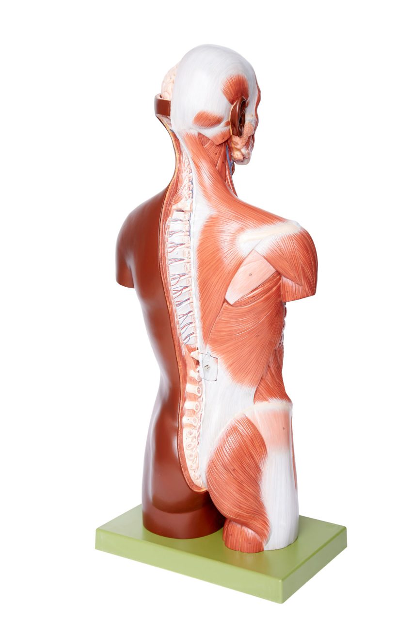 Torso With Head, Open Back and Interchangeable Male and Female Genitalia, Dark
