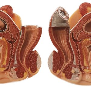 Interchangeable Female Genital Organs With a 10-Week-Old Fetus