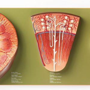 Kidney, Nephron and Renal Corpuscle