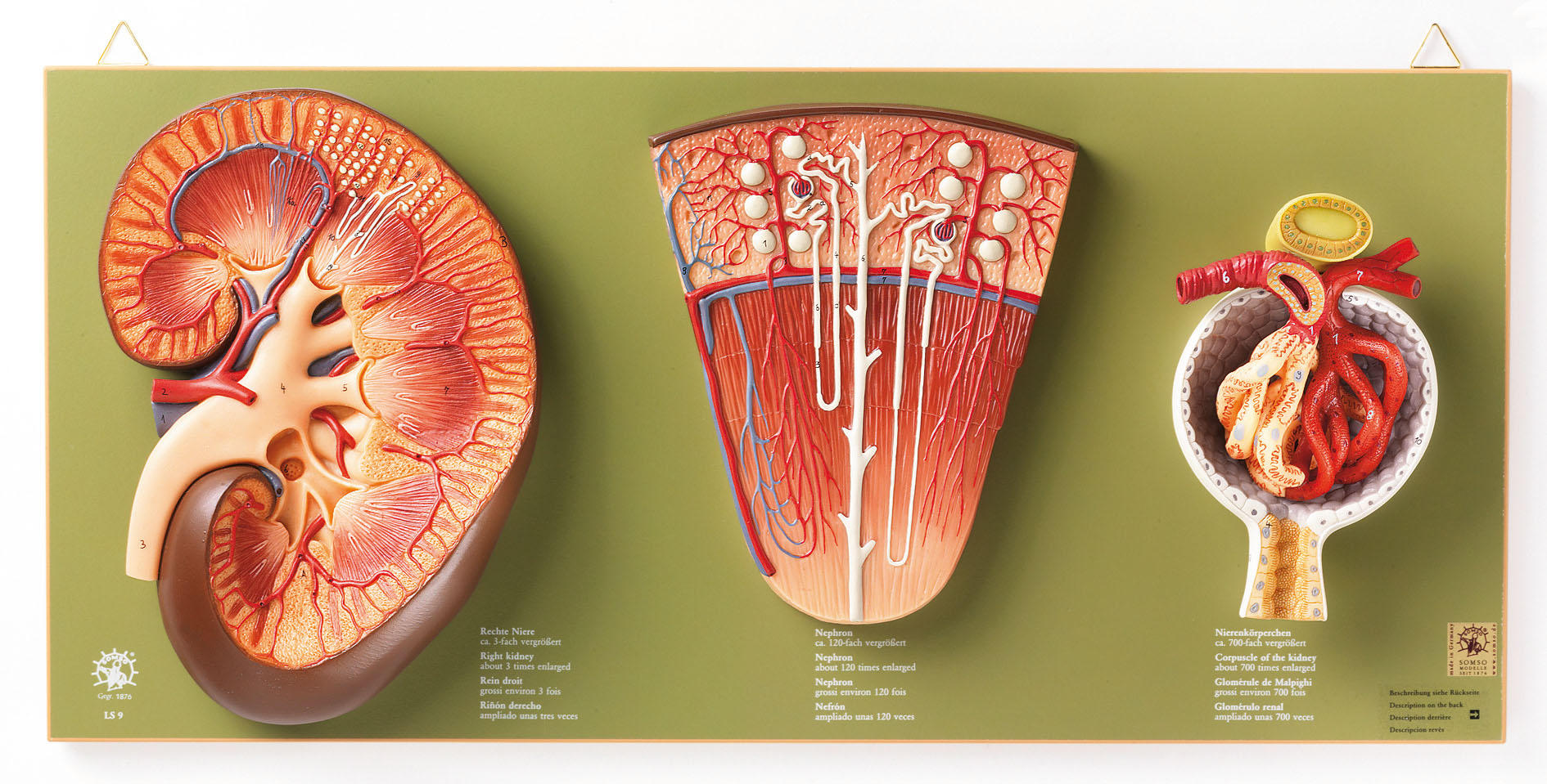 Kidney, Nephron and Renal Corpuscle