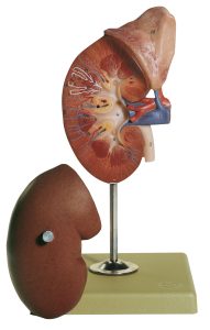 Right Kidney and Adrenal Gland