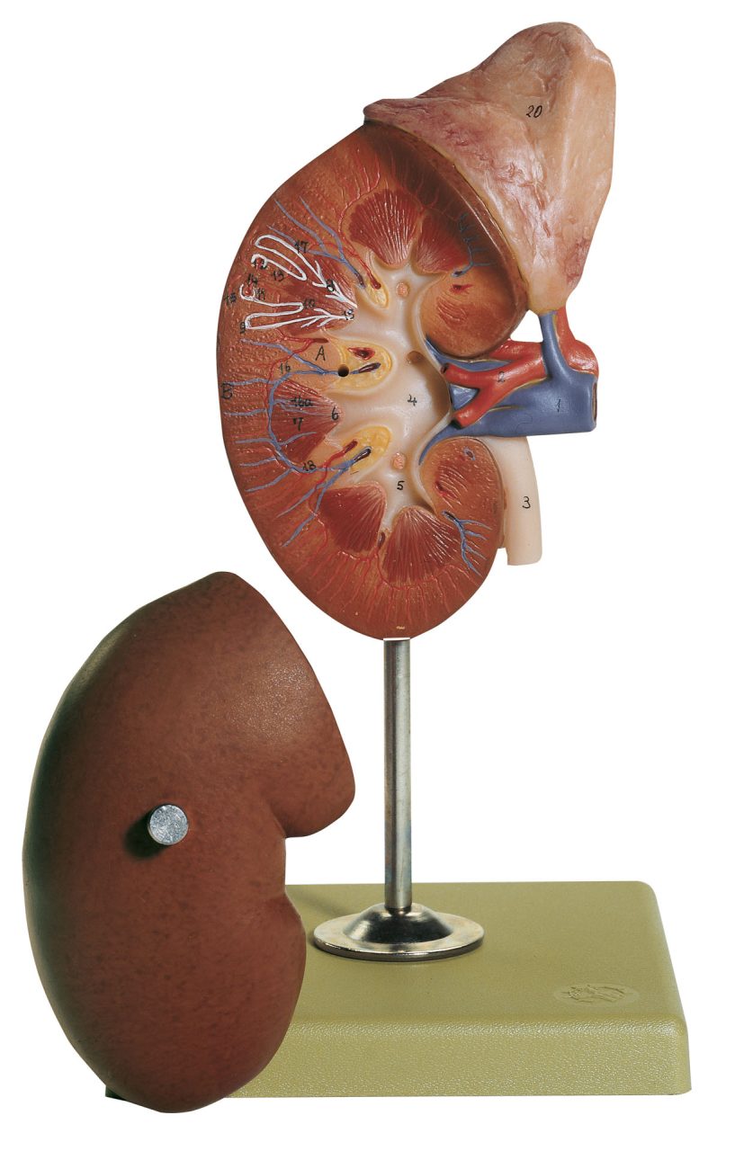 Right Kidney and Adrenal Gland