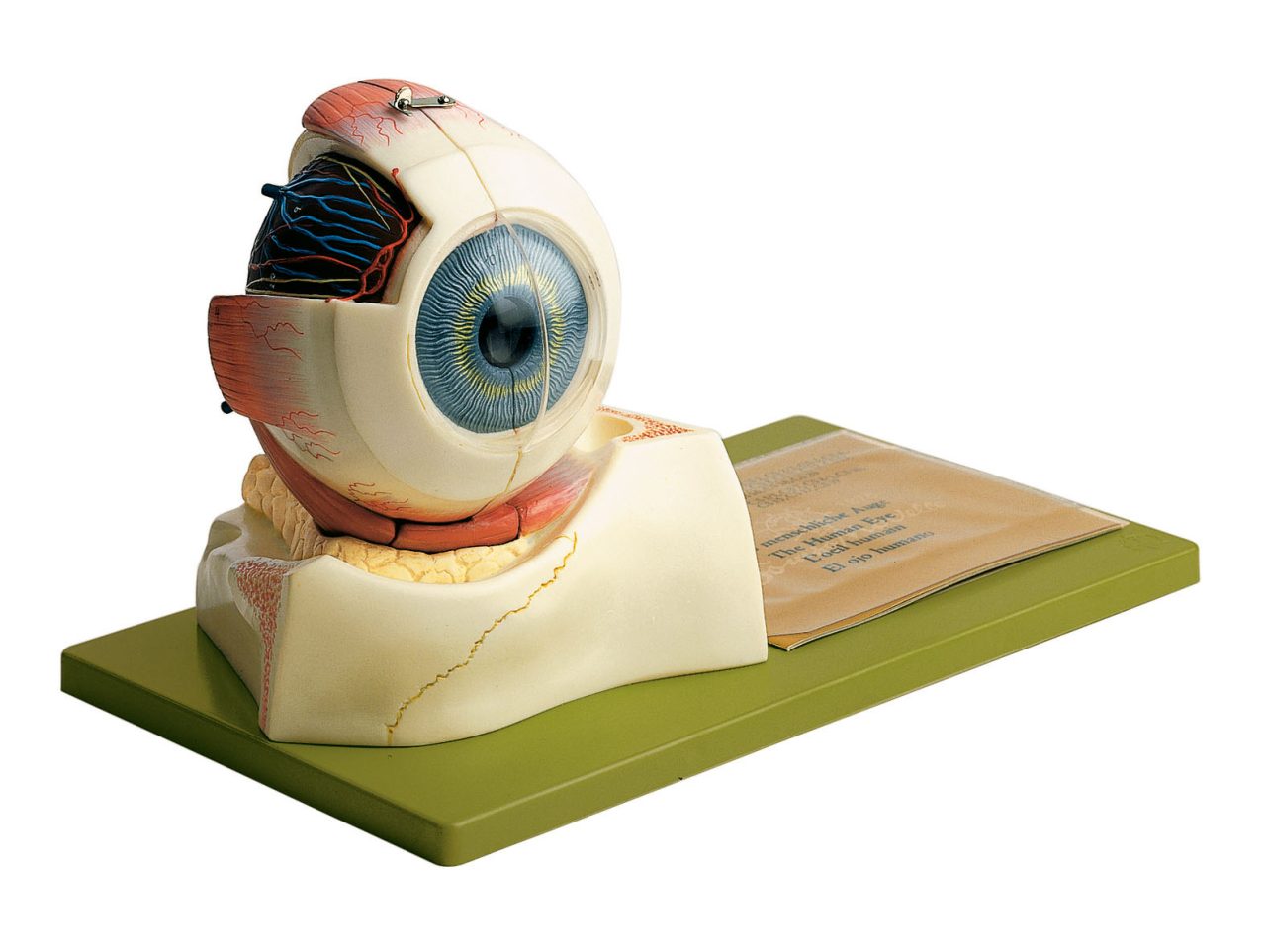 Eyeball - Separates Into 3 Parts