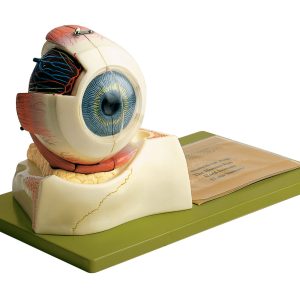 Eyeball - Separates Into 3 Parts