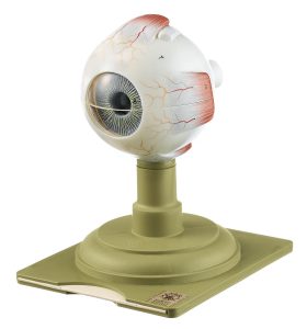 Eyeball - Separates Into 6 Parts